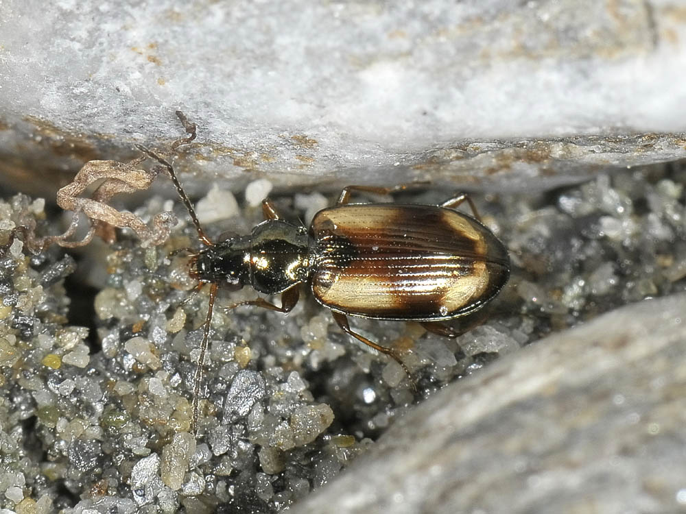 Ocydromus femoratus